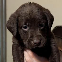 Gauge (Kelly Green Collar) - Chocolate male Labrador Retriever puppy in Commerce, Oklahoma from Standing Water Kennels
