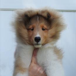 Shetland Sheepdog Puppies from Twin Cedar Shelties