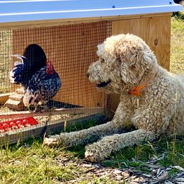 Labradoodle All Grown Up from Bigfoot Doodles