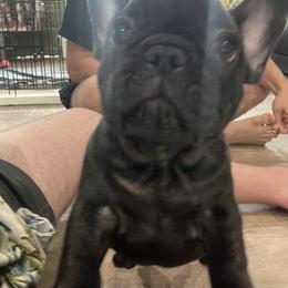Lucian - Brindle male French Bulldog puppy in Alabama from Rathbone Bulldogs