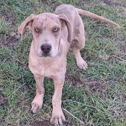 Lilac Brindle Merle Female - Merle female Great Dane puppy in Cunningham, Kansas from Garden Grove Great Danes