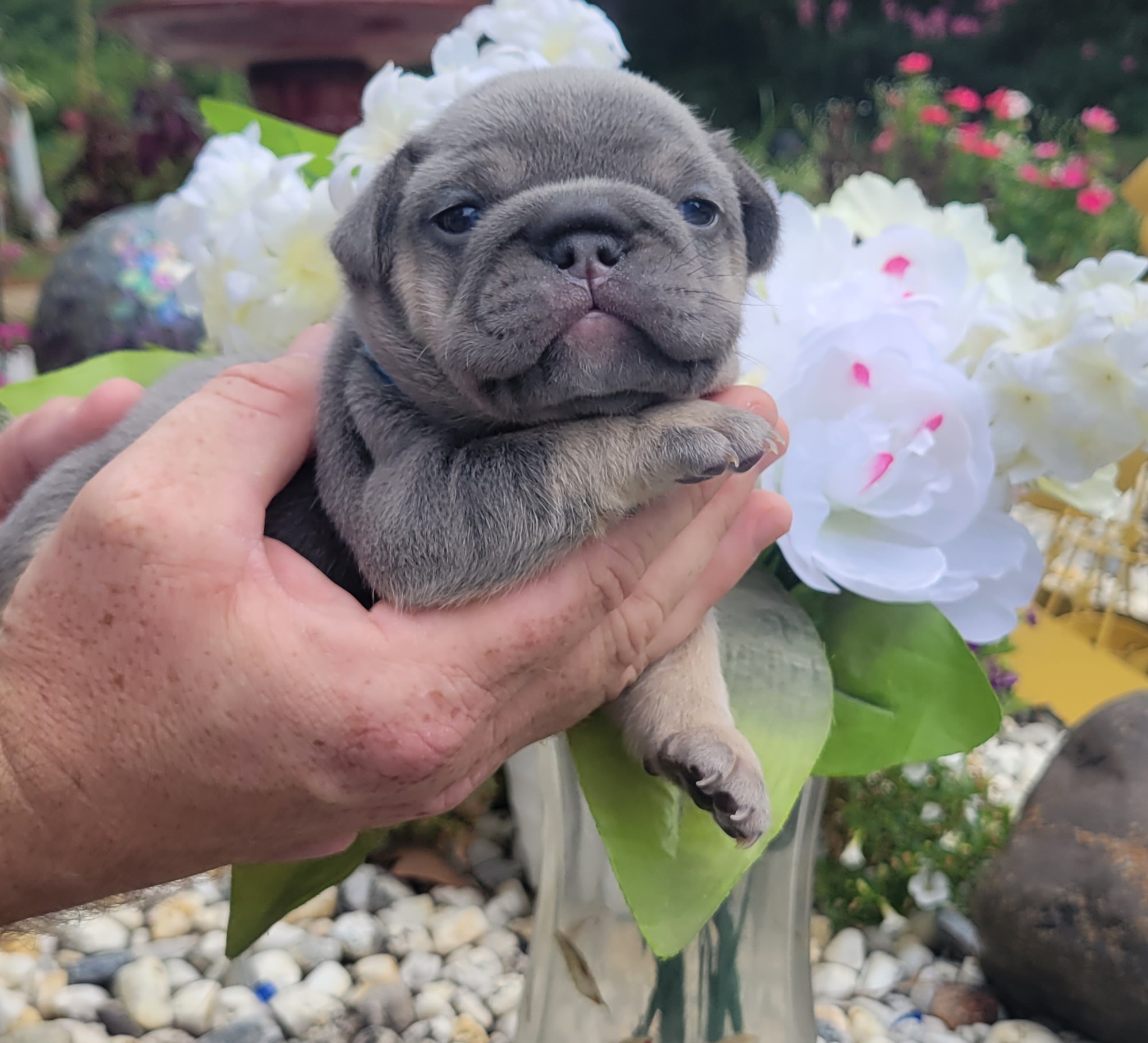 French Bulldog Puppies from Zoomie Time Frenchies