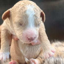 Nilla - Red  female Goldendoodle puppy in Knoxville, Tennessee from Graystone Doodles
