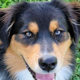 Australian Shepherds from Addie's Aussies
