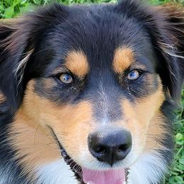 Australian Shepherds from Addie's Aussies