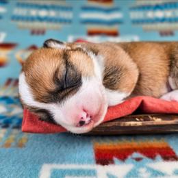 Red and white Female - Red and white female American Corgi puppy in Taylorsville, North Carolina from America's Red White and Bluie Corgis
