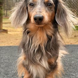 Loki - Dachshund
