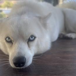 Companion Crosses, French Bulldogs, and Pomskies from Spinner puppies