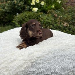 Tucker - Chocolate and cream male Dachshund puppy in Norman, Oklahoma from Liberty Acres OK