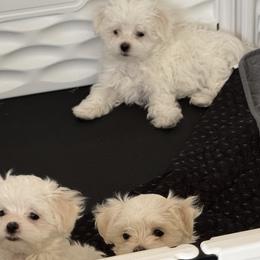 Maltese from Deborah Chatman
