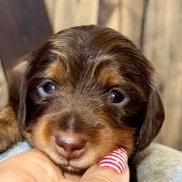 Chippa - Chocolate and tan female Dachshund puppy in Cypress, California from Dickeys Doxies