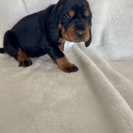 Black and Tan Coonhound Puppies from Tinkers hounds