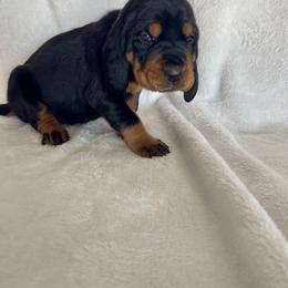 Black and Tan Coonhound Puppies from Tinkers hounds