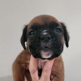 Boxer Puppies from Coast to Coast Boxers