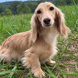 Dolly - Dachshund