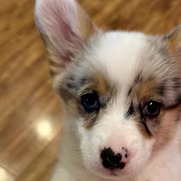American Corgis from Red Beanie Corgis