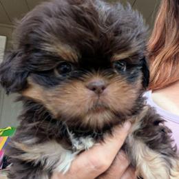 Chocolate make with white blaze stripe - Black gold and white male Shih Tzu puppy in Amherst, Maine from McKayla Hairston