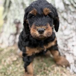 Salted Caramel - Phantom female Goldendoodle puppy in Washington, Illinois from Lola Bear Goldendoodles
