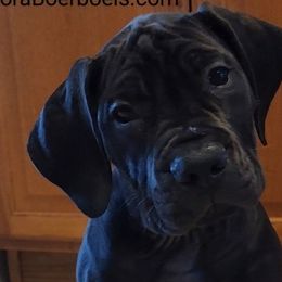 Purple collar - Boerboel puppy from Adoraboerboels