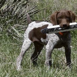 German Shorthaired Pointers and Vizslas from Big Country Kennels