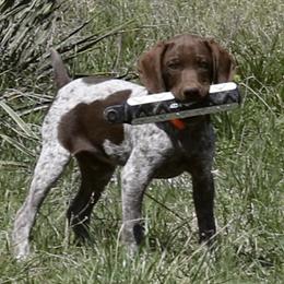 German Shorthaired Pointers and Vizslas from Big Country Kennels