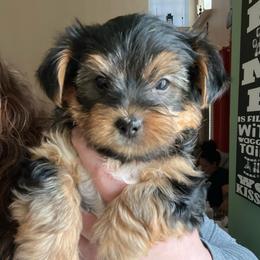 D'Angelo - Black and tan male Yorkshire Terrier puppy in Beavercreek, Ohio from The Yorkie Den, LLC