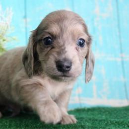 Benjamin - Blue and cream male Dachshund puppy in Pace, Florida from Shoebox Doxie’s