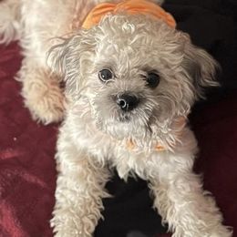 Shih Tzus from Rodgers Puppies & Charles’s Tribe