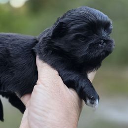 Black girl - Black female Pekingese puppy in Port Orange, Florida from Color Me Bad Pekingese