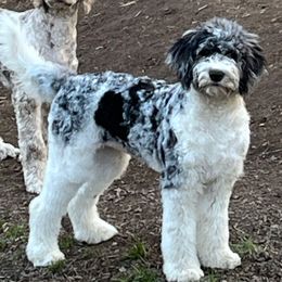 Kenna - Black tri-color female Aussiedoodle puppy in Anchorage, Alaska from Covington Acres