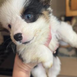 Macie - White and black female Pembroke Welsh Corgi puppy in Atascadero, California from California Corgis and Kunes