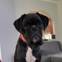 Scarlett - Boxer