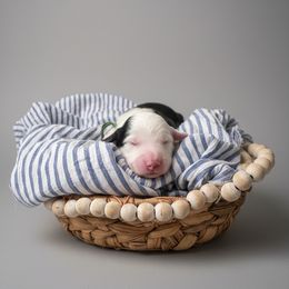 Green collar - Merle male Sheepadoodle puppy in Mesa, Arizona from Desert Sheepies and Doodles