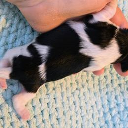 Biewer Terrier Puppies from ORBiT Ohio River Biewer Terriers