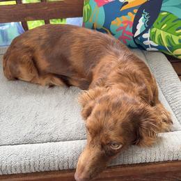 Roxy - Dachshund