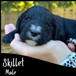Skillet - Black male Goldendoodle puppy in Angier, North Carolina from A Breed Above Kennels