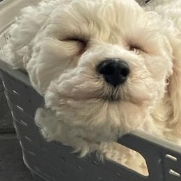 Bichon Frise Puppies from Blooming Bichons