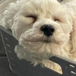 Bichon Frise Puppies from Blooming Bichons