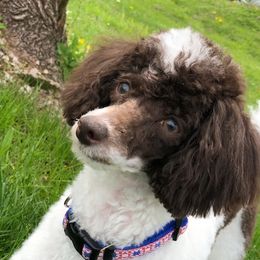 Indy - Poodle
