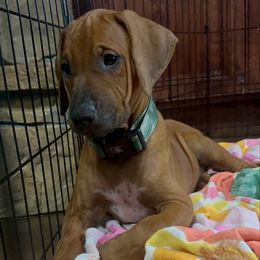 Fin - Rd whtn blk nose male Rhodesian Ridgeback puppy in Montgomery, Texas from Timber Ridge Kennels