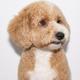 Teddy