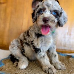 Celebration - Merle male Australian Labradoodle puppy in Connersville, Indiana from Dessie's Doodles