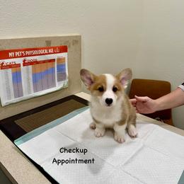 Pembroke Welsh Corgi Puppies from McCall Creek Corgis