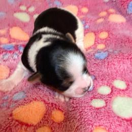 Girl 1 - Black tan and white female Biewer Terrier puppy in Lebanon, Oregon from SD99Biewers