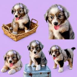Purple - Blue merle female Miniature Australian Shepherd puppy in 32046, Florida from River Hill Ranch