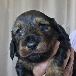 Wildboar silky wire boy - Wild  boar and tan male Dachshund puppy in Declo, Idaho from Dozendachs