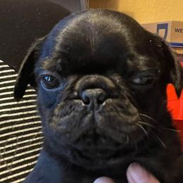 Pugs from Profitt’s Pugs