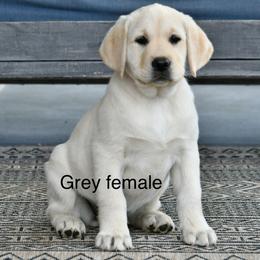 Grey female - Yellow female Labrador Retriever puppy in Mississippi from Sure Shot English Labs