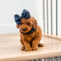 Goldendoodle Puppies from Karmadoodlee