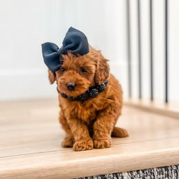 Goldendoodle Puppies from Karmadoodlee